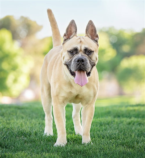 picture of the dog needing adoption