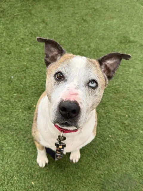 Dalli-Mai - Pit Bull Terrier