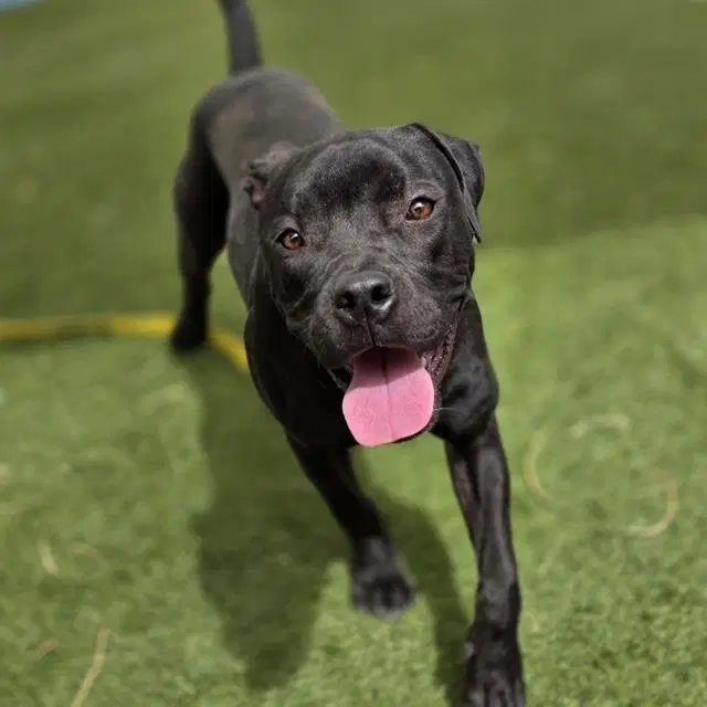Reign - Pit Bull Terrier