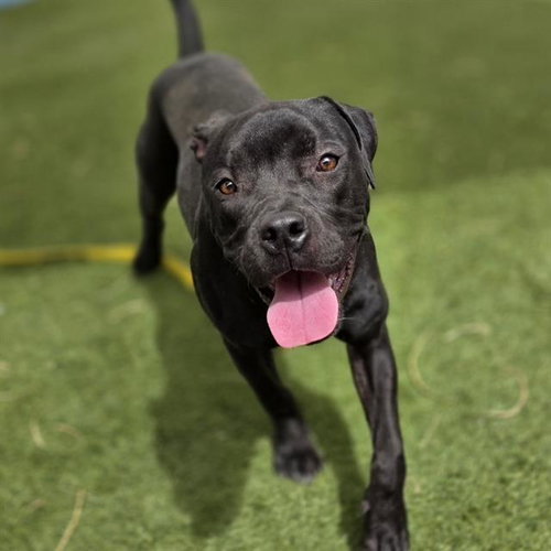 REIGN, an adoptable Pit Bull Terrier in Las Vegas, NV