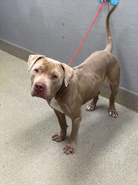 LOKI, an adoptable Pit Bull Terrier in Las Vegas, NV