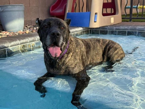 RASTA, an adoptable Cane Corso Mastiff in Las Vegas, NV