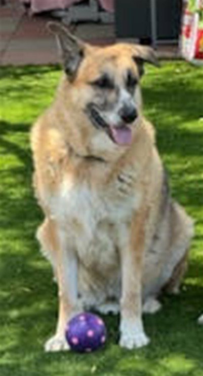 STONEY, an adoptable German Shepherd Dog in Las Vegas, NV