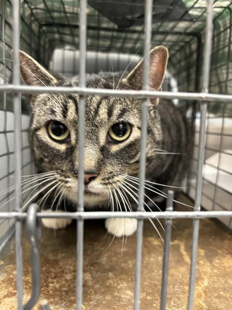 picture of the cat needing adoption