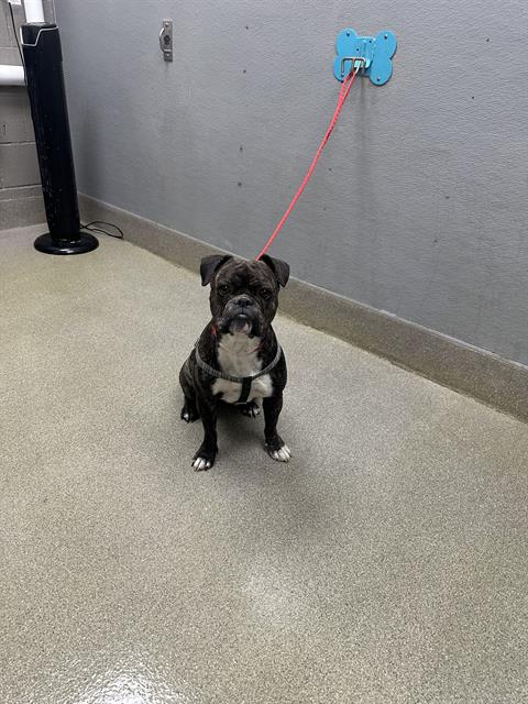 *BUNNY, an adoptable English Bulldog in Las Vegas, NV