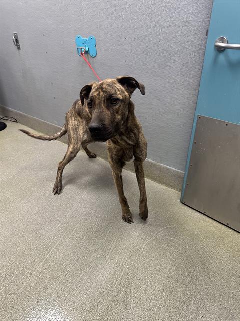 *SCOOB, an adoptable Cane Corso Mastiff in Las Vegas, NV