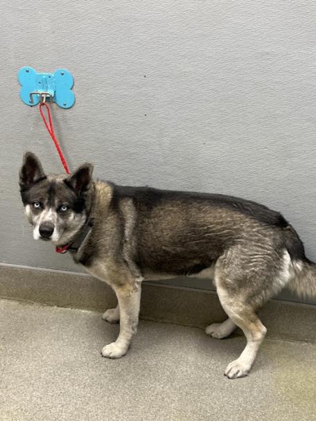 *BUDDY BLU EYES, an adoptable Siberian Husky in Las Vegas, NV