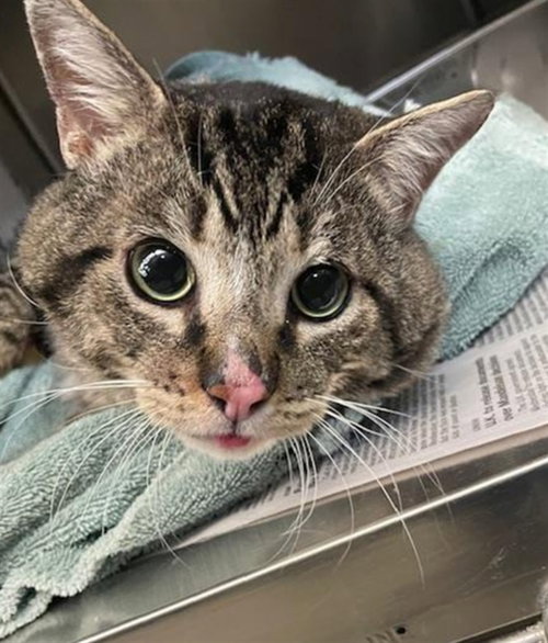 *MACHO MAN, an adoptable Domestic Short Hair in Las Vegas, NV