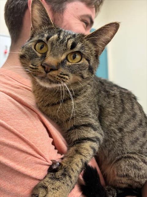 *LILAH, an adoptable Domestic Short Hair in Las Vegas, NV