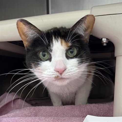 *WILLA, an adoptable Domestic Short Hair in Las Vegas, NV