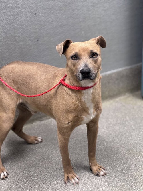 *BOSTON, an adoptable Pit Bull Terrier in Las Vegas, NV