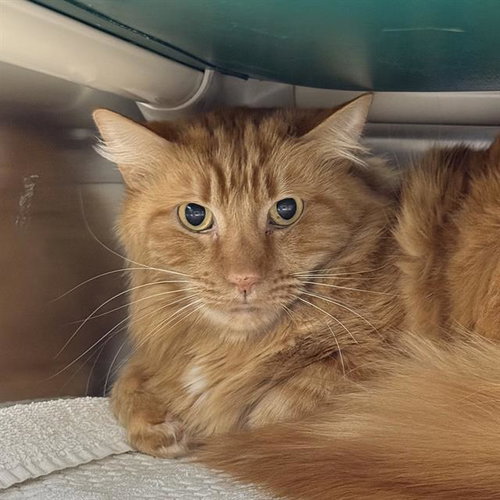 TACO, an adoptable Domestic Medium Hair in Las Vegas, NV