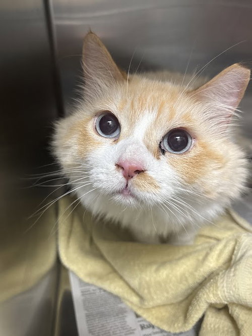 SULLIVAN, an adoptable Domestic Long Hair in Las Vegas, NV