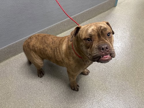 *SATURN, an adoptable American Bulldog in Las Vegas, NV
