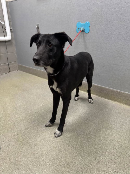 JAKE, an adoptable Border Collie in Las Vegas, NV