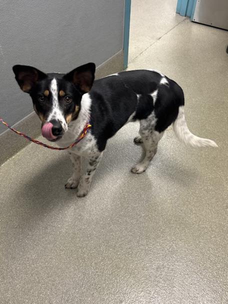 TERRY, an adoptable Queensland Heeler in Las Vegas, NV