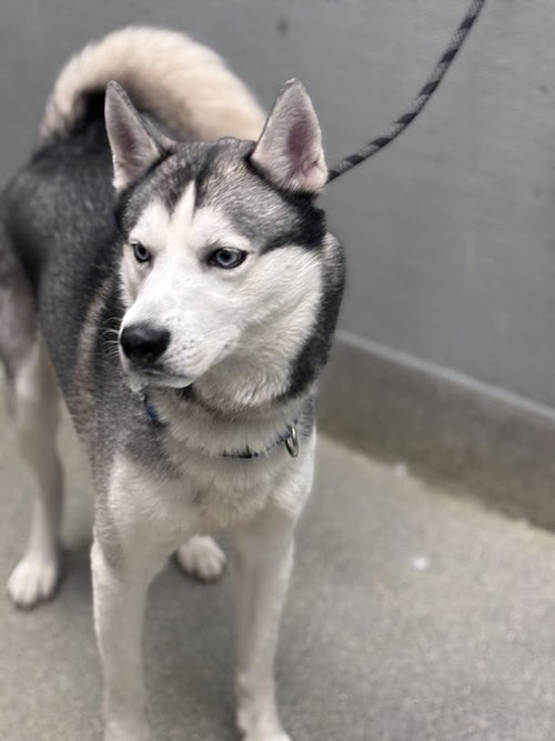ROCKET, an adoptable Siberian Husky in Las Vegas, NV