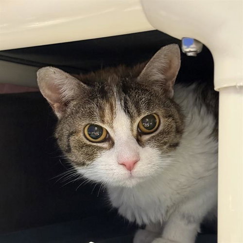 BITTY, an adoptable Domestic Short Hair in Las Vegas, NV