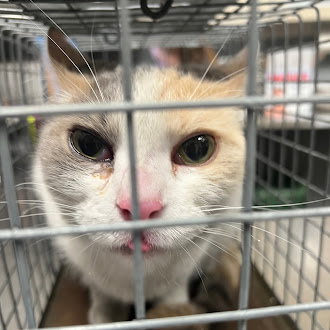 *SMOOCHES, an adoptable Domestic Long Hair in Las Vegas, NV