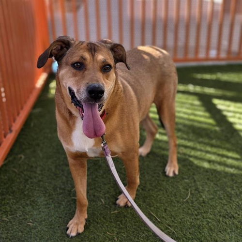 COPPER, an adoptable Labrador Retriever in Las Vegas, NV