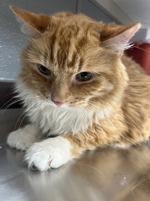 JACK, an adoptable Domestic Medium Hair in Las Vegas, NV