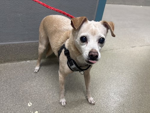 DUSTY, an adoptable Terrier in Las Vegas, NV