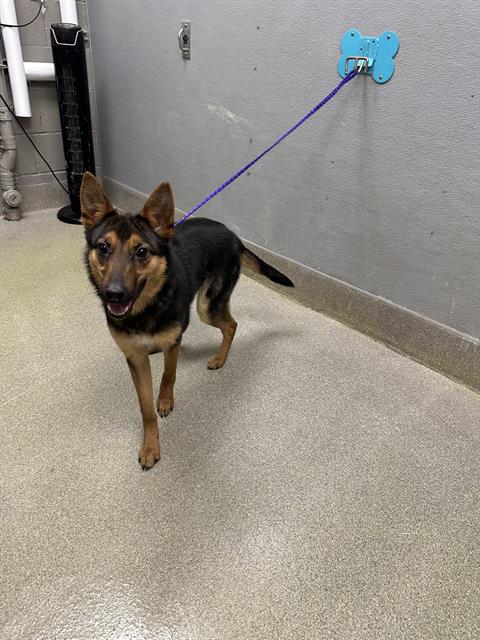ANUBIS, an adoptable Belgian Shepherd Malinois in Las Vegas, NV