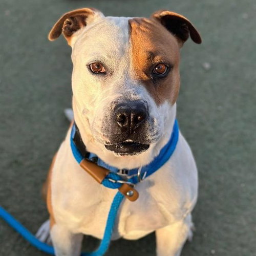 *CHIP, an adoptable Pit Bull Terrier in Las Vegas, NV