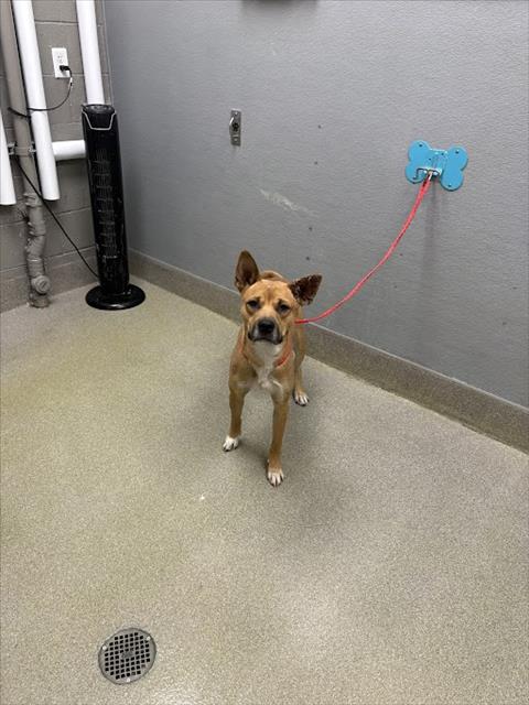 *LINUS, an adoptable Shiba Inu in Las Vegas, NV