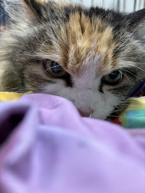 *JEWEL, an adoptable Domestic Long Hair in Las Vegas, NV