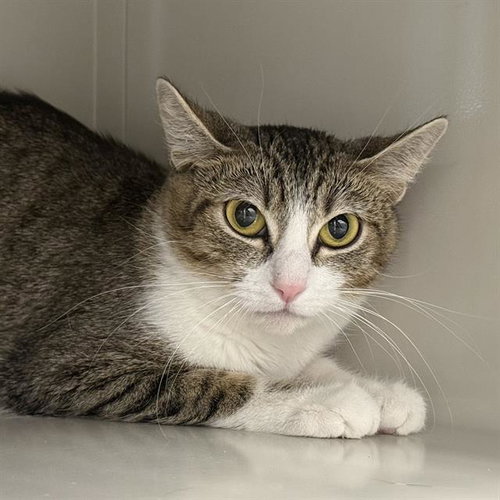 picture of the cat needing adoption