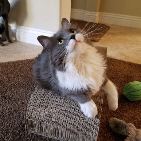 RAYNE, an adoptable Domestic Long Hair in Las Vegas, NV