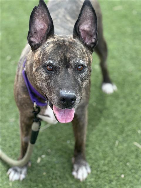 *MADONNA, an adoptable Pit Bull Terrier in Las Vegas, NV