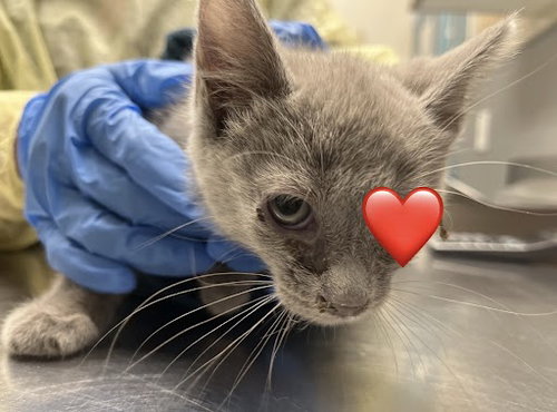 picture of the cat needing adoption