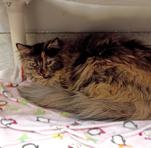 picture of the cat needing adoption