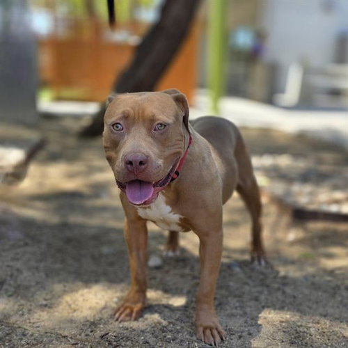 *MARCUS, an adoptable Pit Bull Terrier in Las Vegas, NV