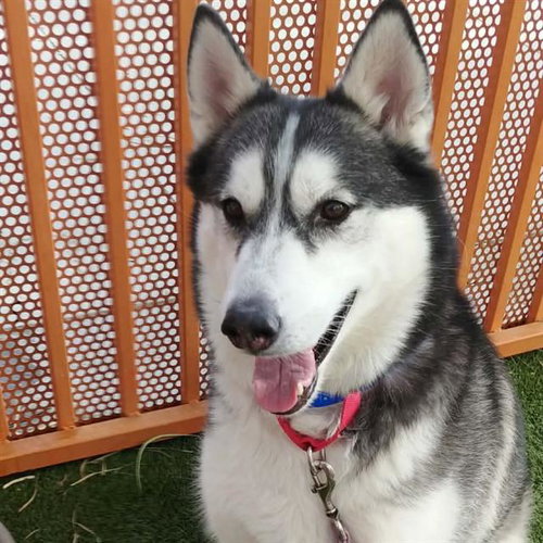 ASTRO, an adoptable Husky in Las Vegas, NV