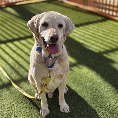 picture of the dog needing adoption