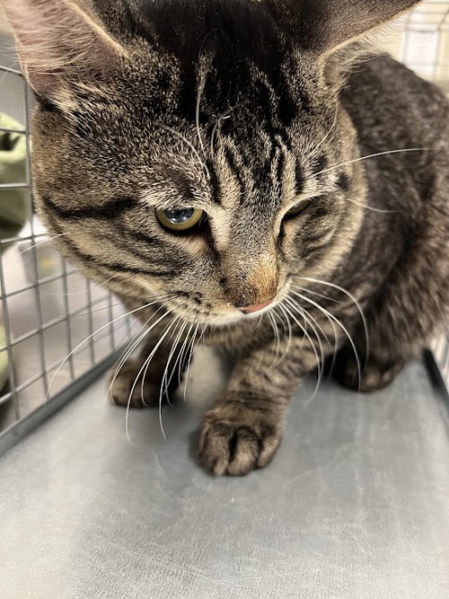 picture of the cat needing adoption