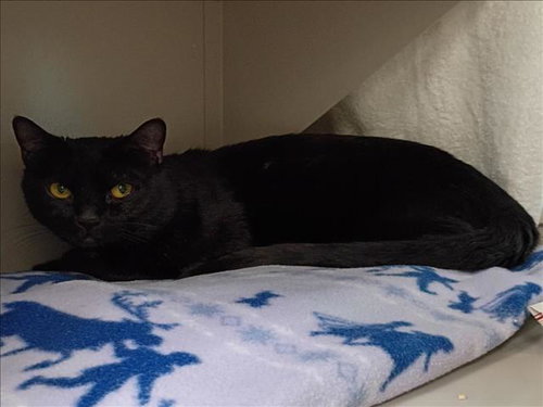 picture of the cat needing adoption