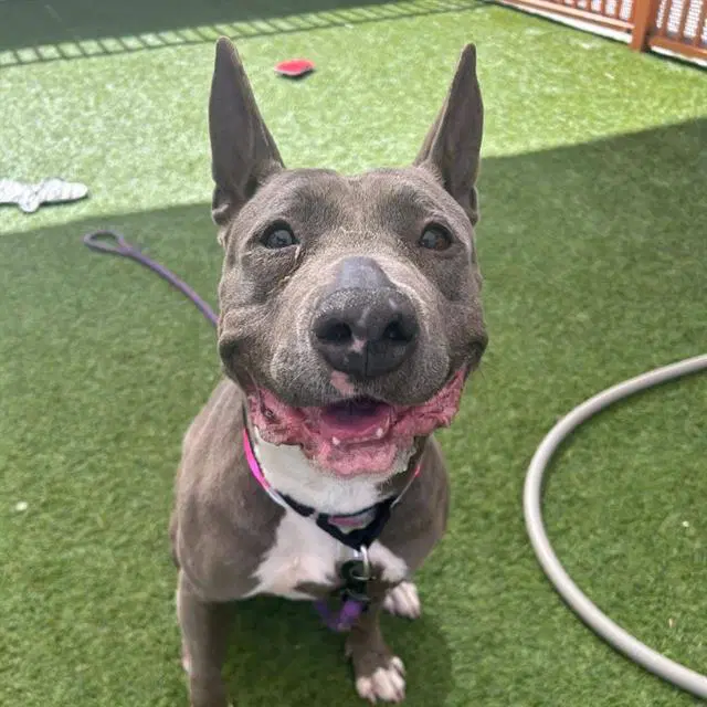 Bonnie - Pit Bull Terrier