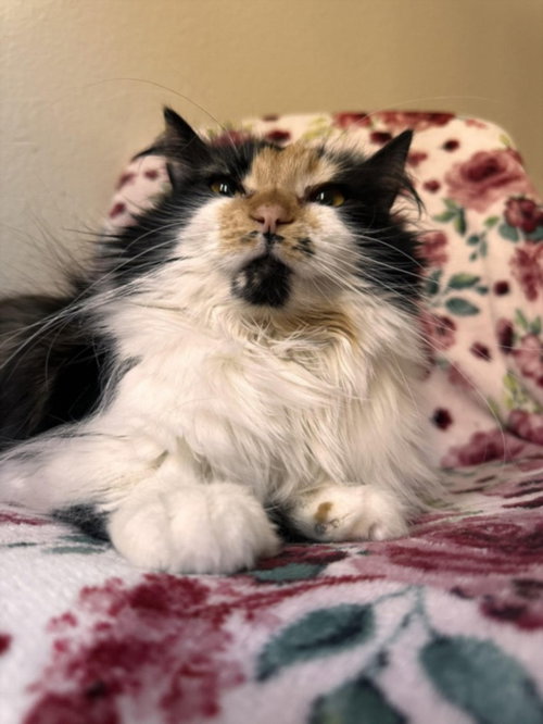 picture of the cat needing adoption