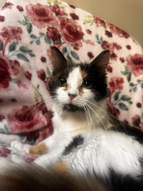 picture of the cat needing adoption