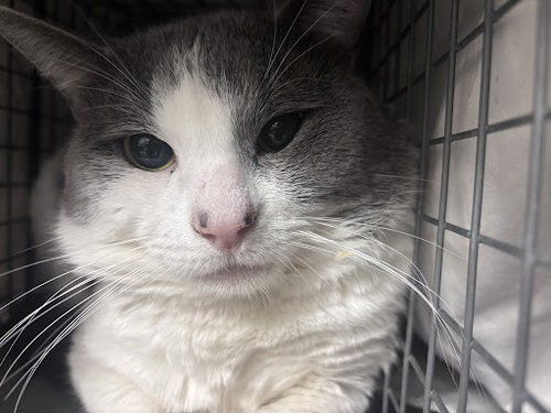 picture of the cat needing adoption