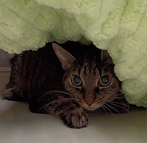 picture of the cat needing adoption