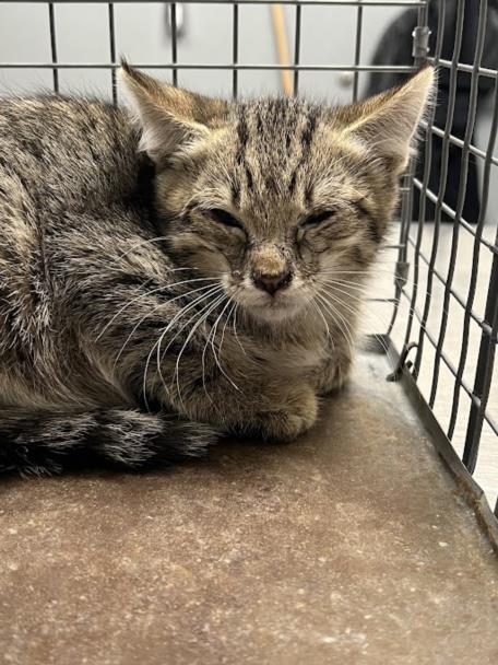 picture of the cat needing adoption