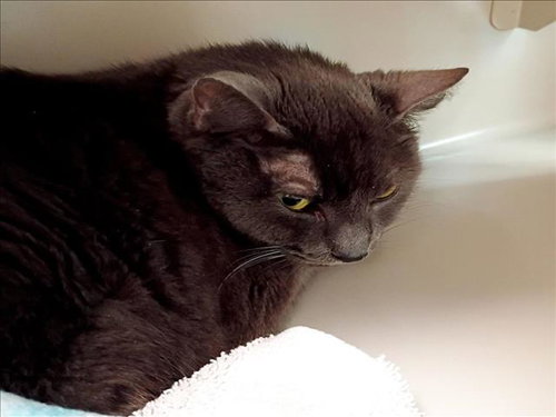 picture of the cat needing adoption