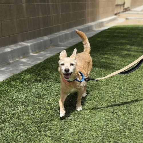 *LONDON, an adoptable Chihuahua in Las Vegas, NV