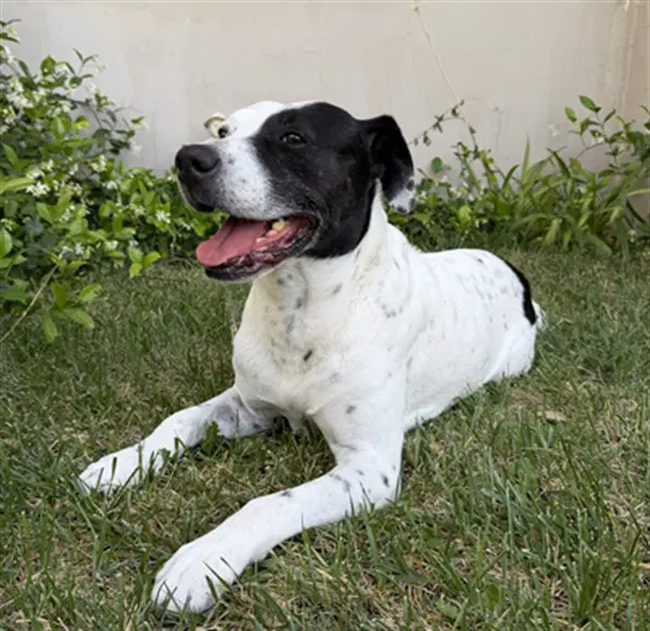 Gotti - Pit Bull Terrier