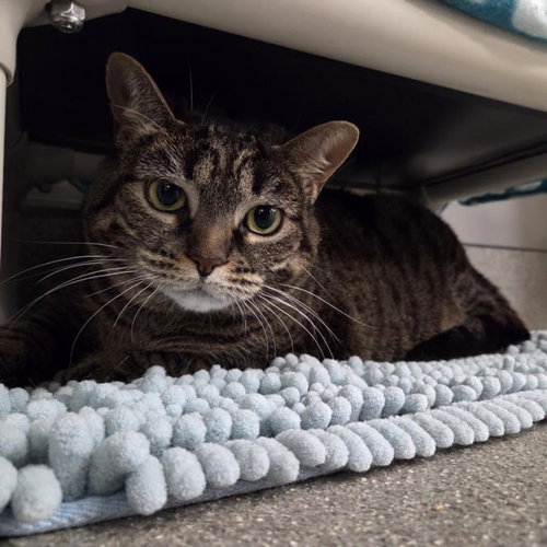 LILLY BUG, an adoptable Domestic Short Hair in Las Vegas, NV